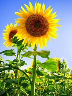 阳光生灵太阳之花向日葵
