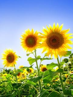 阳光生灵太阳之花向日葵