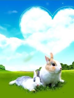 迷人可爱小兔子唯美壁纸